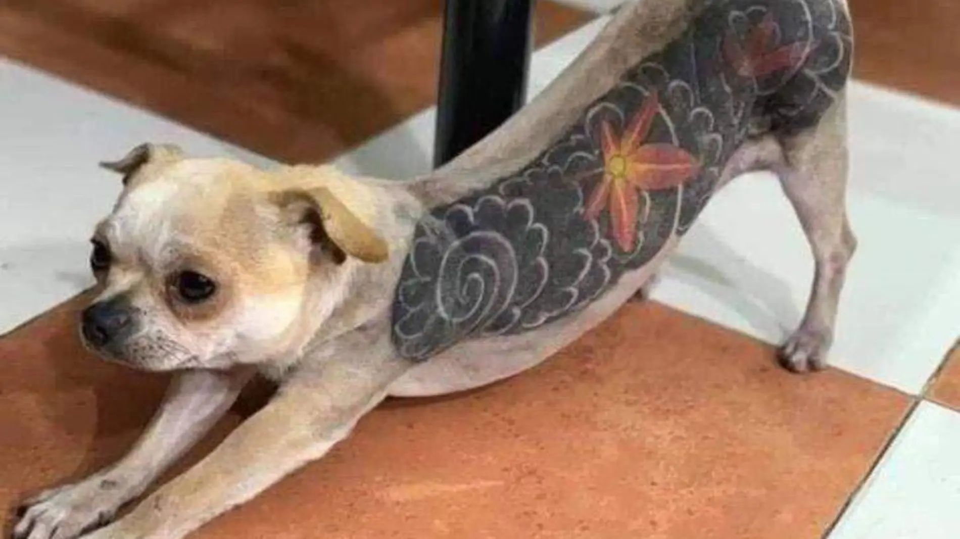 perrito tatuado 1